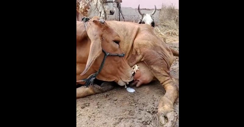 Vaca aparece deitada mamando seu próprio leite – Foto: Reprodução/ND