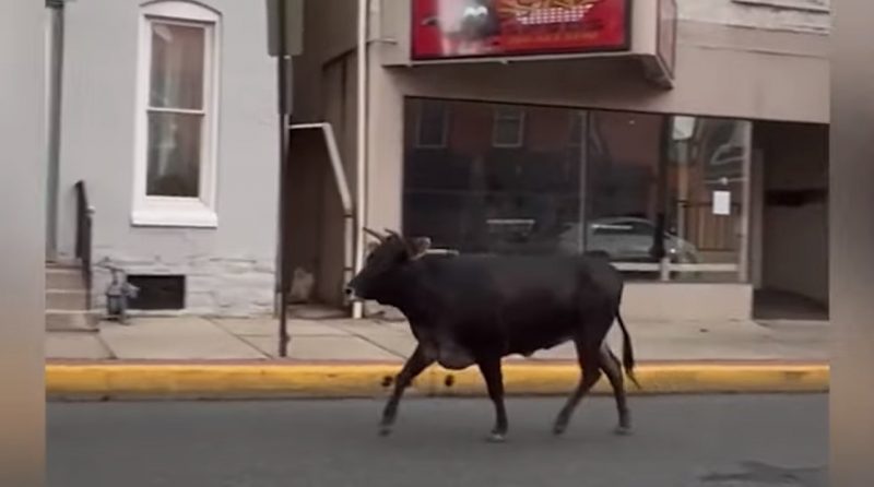 Vaca 'fujona' invade 3 vezes a mesma universidade 'pistola' e provoca alerta