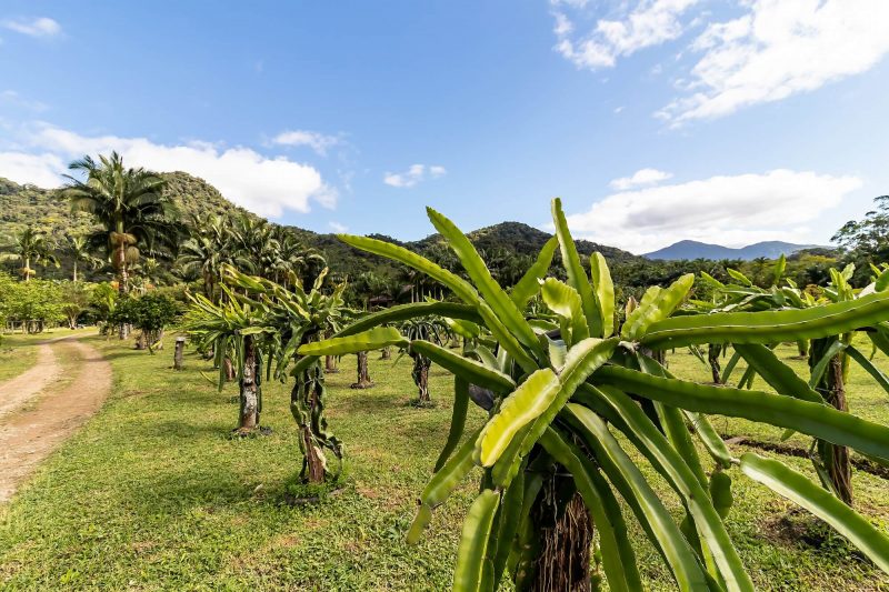 Planta&ccedil;&atilde;o de pitais em meio &agrave; linda paisagem rural do distrito de Pirabeiraba, em Joinville – Foto: Mtur/Divulga&ccedil;&atilde;o