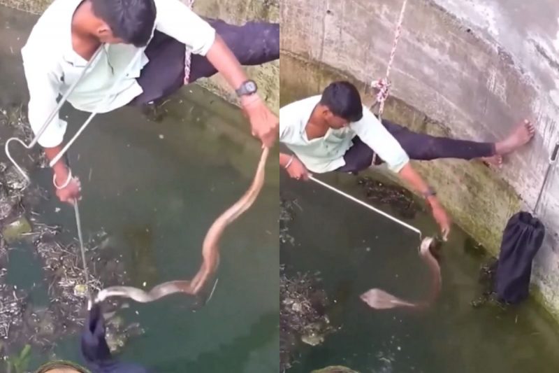 A man inside a well tries to save a cobra snake "turned into a samurai".
