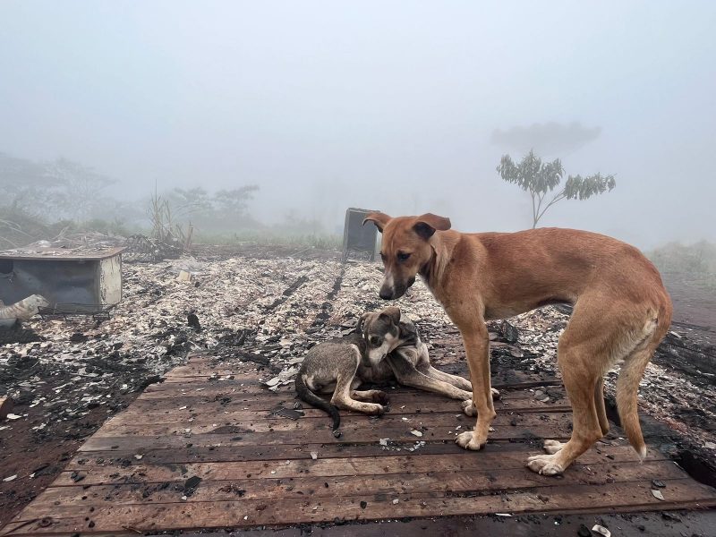A Aldeia Kond&aacute; foi alvo de conflito entre Kaingangs. – Foto: Willian Ricardo/ND