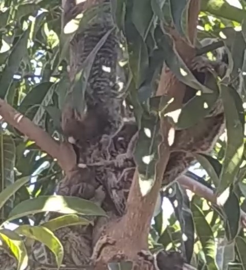 Passarinho é atacado por micos e biólogo comenta fato curioso