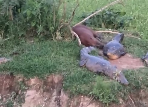 capivaras dormindo entre os jacarés