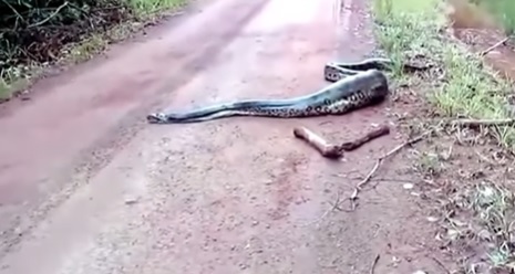 sucuri rastejando lentamente na estrada
