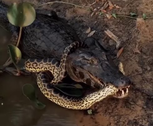 jacaré com a cobra na boca