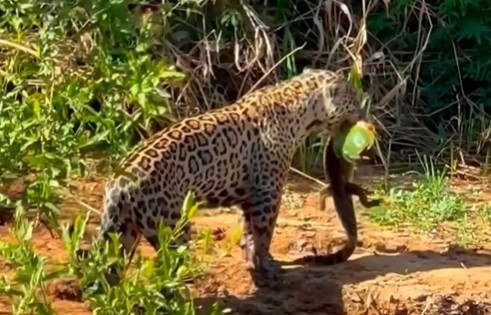 onça-pintada com o jacarezinho na boca