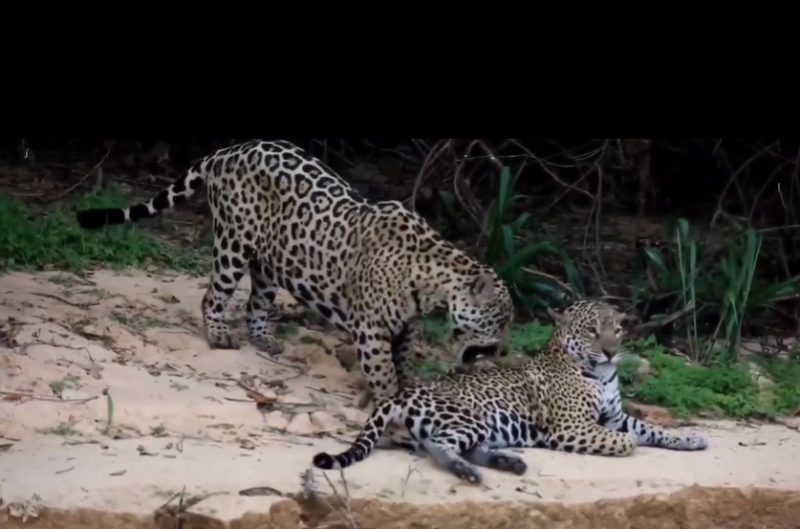 onça-pintada lambeu as costas da outra para seduzi-la