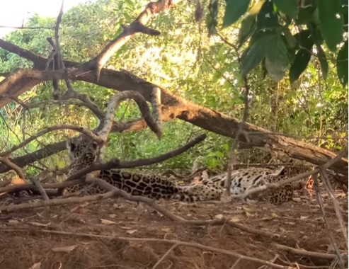 onça e filhote descansando