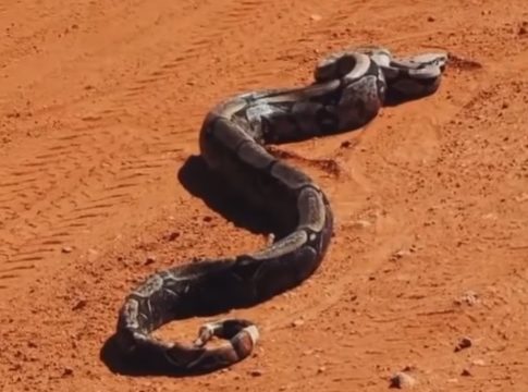 Cobras venenosas podem injetar veneno atrav&eacute;s de suas presas, o que pode levar a s&eacute;rias complica&ccedil;&otilde;es de sa&uacute;de.. – Foto: Rafael Matut&atilde;o/Reprodu&ccedil;&atilde;o/ND