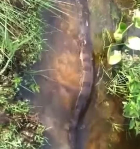 Sucuri foi vista serpenteando em um c&oacute;rrego. – Foto: Rafael Matut&atilde;o/Reprodu&ccedil;&atilde;o/ND
