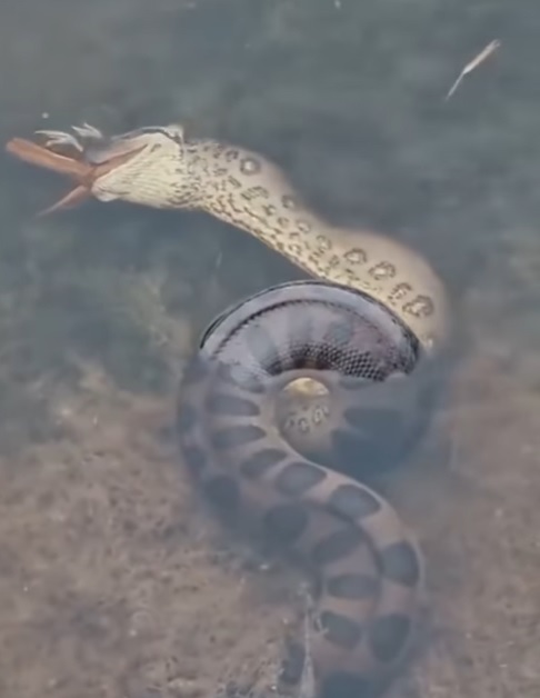 anaconda eats a bird