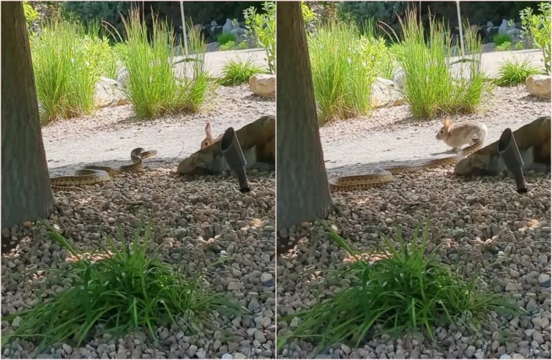 A cobra foi embora e o coelho ficou por ali