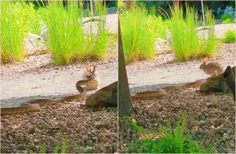 A cobra estava confiante que tinha o coelho como banquete 