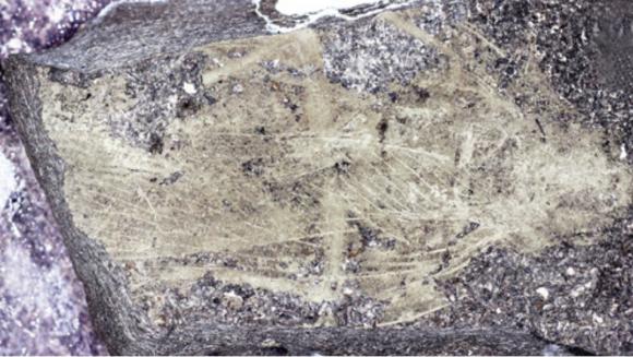 Fóssil de barata muito antigo 