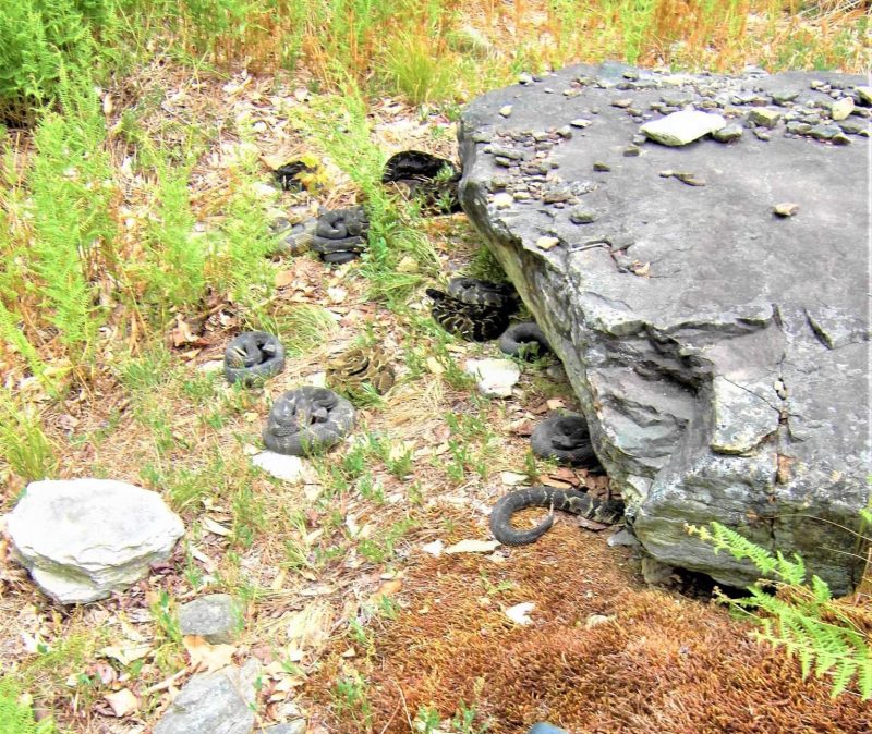 As cobras estavam emboladinhas e próximas em uma região de rochas 