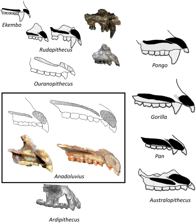 Cientistas descobrem arcada dentária diferenciada no animal 