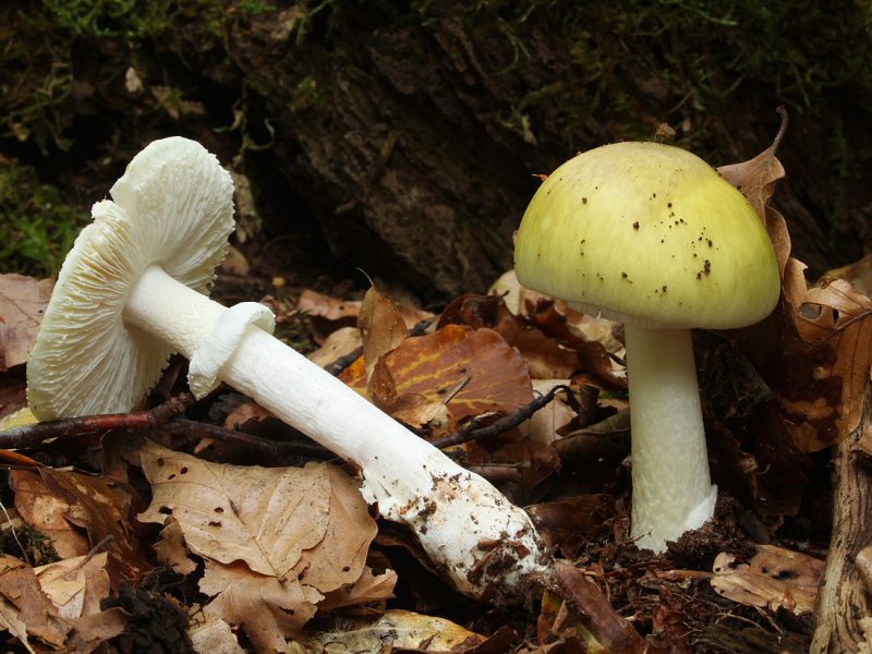 Mesmo uma pequena por&ccedil;&atilde;o pode resultar em morte – Foto: Wikimedia Commons/Reprodu&ccedil;&atilde;o/ND