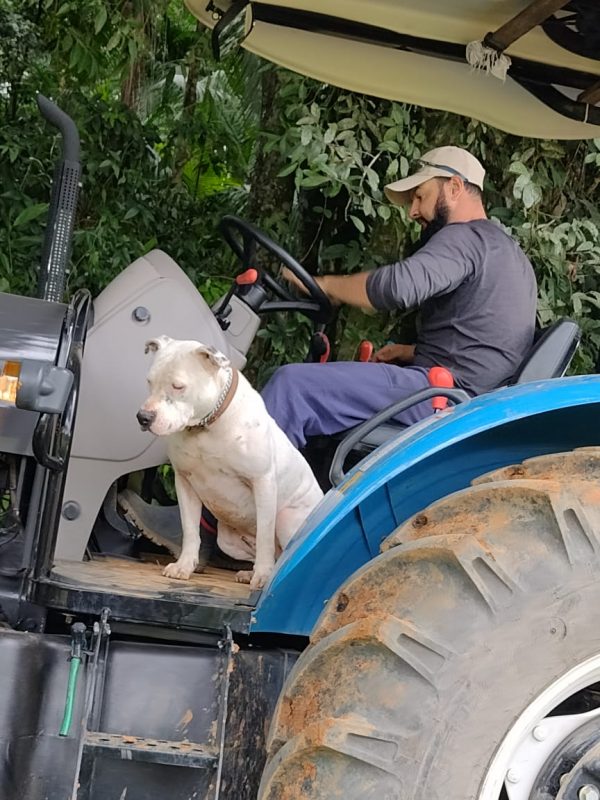 Pitbull que protagonizou fato inusitado em SC adora andar de trator e fazer brincadeiras ao ar livre – Foto: Melissa Juliete Meisen/Arquivo Pessoal/Divulga&ccedil;&atilde;o/ND