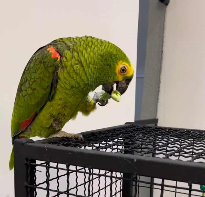 Animais possuem milhares de seguidores nas redes sociais – Foto: Reprodu&ccedil;&atilde;o/papagaio_timao_e_nina