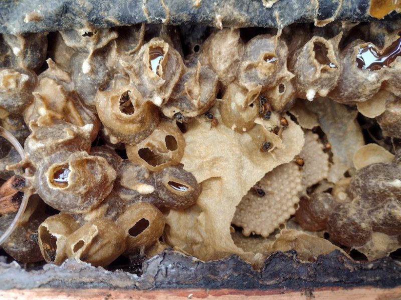 Foto: Rafaela Cust&oacute;dio/Traquejo Comunica&ccedil;&atilde;o/Divulga&ccedil;&atilde;o