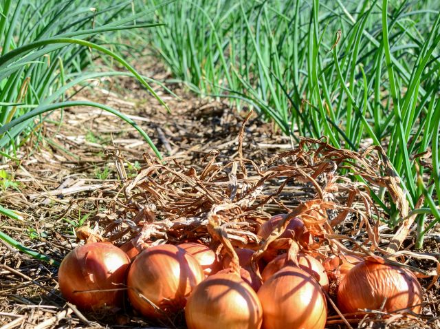 Cebolas ficaram mais caras em Florian&oacute;polis – Foto: Aires Mariga/Epagri/ND