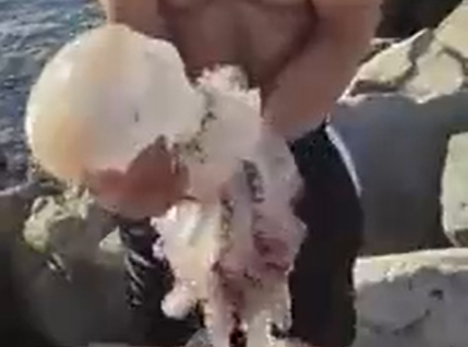 Água-viva mostra poder de seus tentáculos