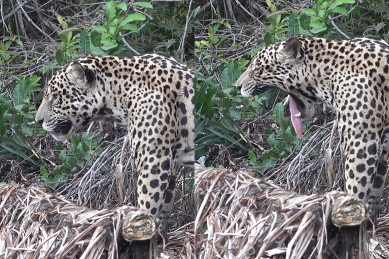 O vídeo mostra a mandíbula “mais forte de todas”.