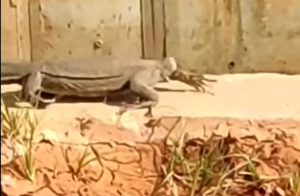 O vídeo trata na verdade de um lagarto