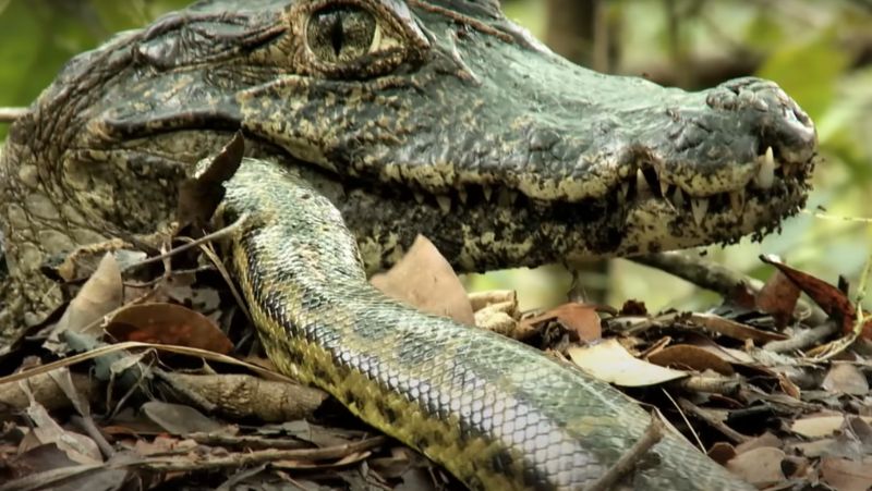 Jacar&eacute;s costumam se alimentar de cobras – Foto: wocomoWILDLIFE/Reprodu&ccedil;&atilde;o/ND