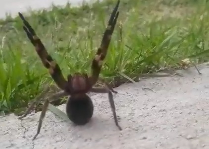 Aranha-armadeira é flagrada em vídeo