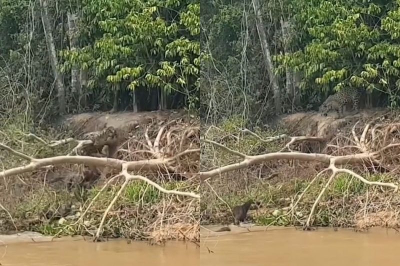 Onça chegou a cair enquanto subia em galho