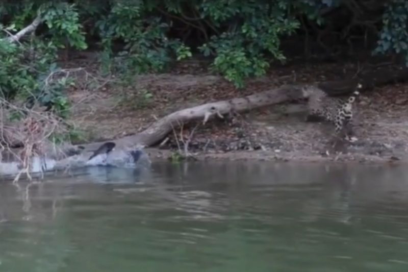 Momento em que ariranhas assustam a onça
