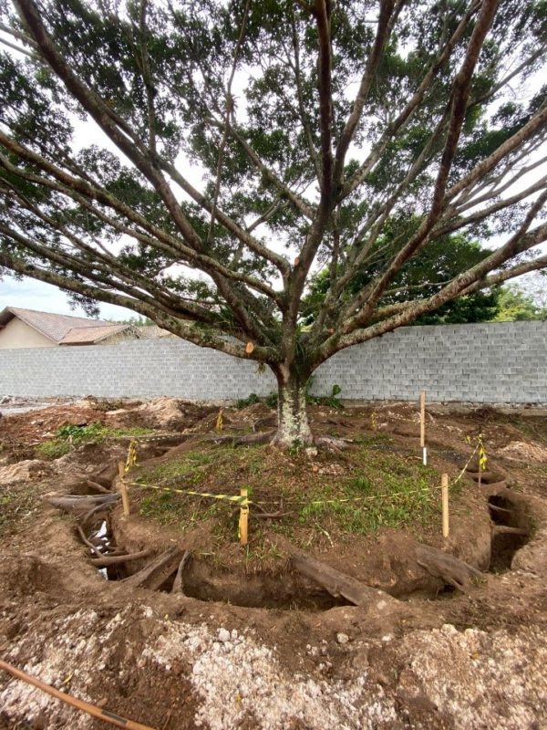 O transplante da figueira será feito a partir das 8h, desta quarta-feira na Lagoa da Conceição, em Florianópolis