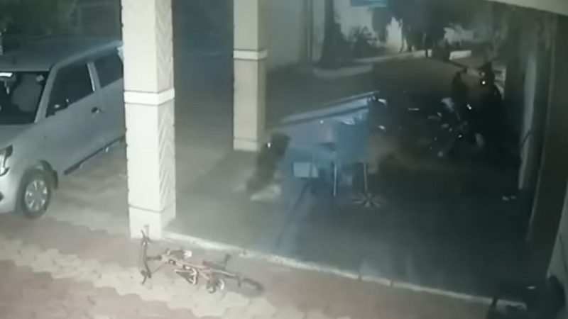 Leopardo ataca cachorro