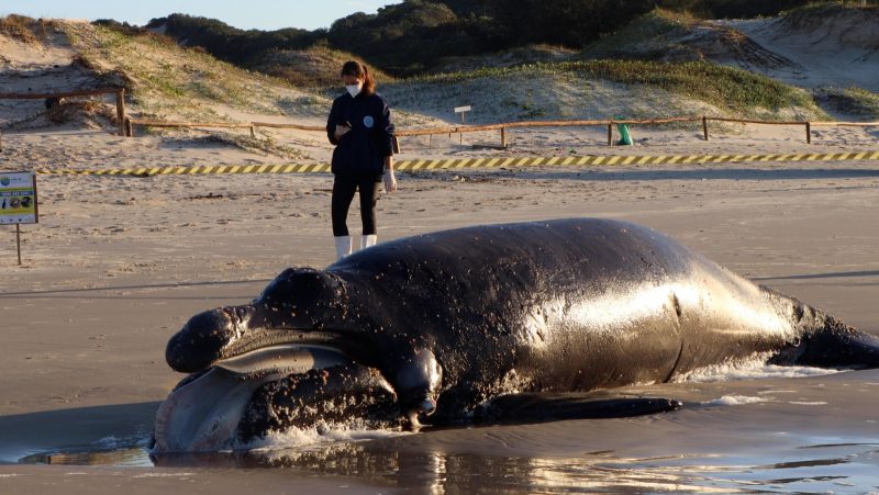 Baleia encontrada morta na praia da Joaquina, em agosto deste ano – Foto: R3 Animal Divulga&ccedil;&atilde;o / ND