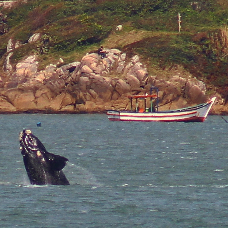 Foto de uma baleia pulando no mar na Praia de Garopaba. Ao fundo um barco barco de pescador e a encosta rochosa da praia.