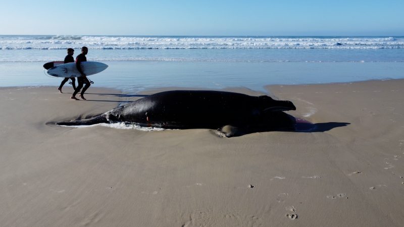 Baleia morre ainda beb&ecirc; no litoral catarinense – Foto: R3 Animal/Divulga&ccedil;&atilde;o/ND