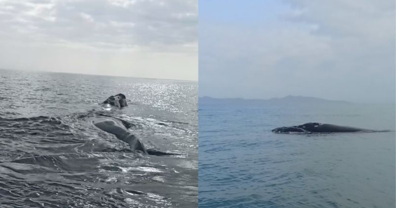 Animal foi avistado por pescador em Bombinhas – Foto: Andr&eacute; Souza/Reprodu&ccedil;&atilde;o/ND