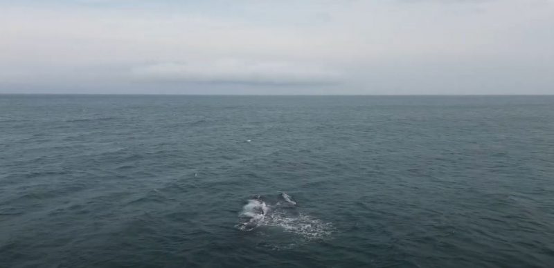 Baleia dá espetáculo em Florianópolis 