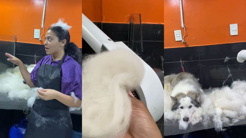 Bem humorada, a banhista Ester Carvalho viralizou com o v&iacute;deo em que d&aacute; banho no husky siberiano. – Foto: Instagram/Reprodu&ccedil;&atilde;o