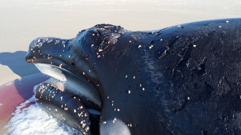 Beb&ecirc; baleia era da esp&eacute;cie Eubalaena Australis – Foto: R3 Animal/Divulga&ccedil;&atilde;o/ND