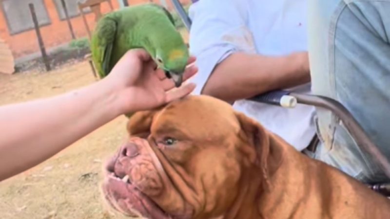 Papagaio belisca cachorro