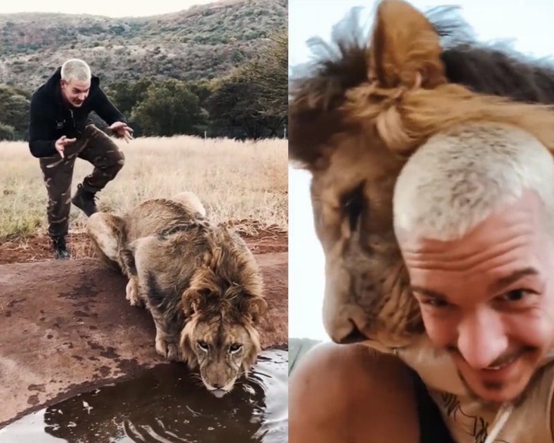 Em uma brincadeira perigosa, homem assusta le&atilde;o e ri na sua cara – Foto: Dean Schneider / Reprodu&ccedil;&atilde;o / ND