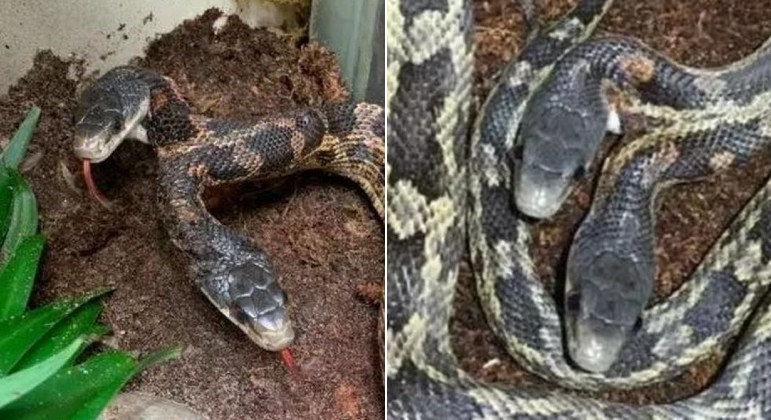 A cobra de duas cabeças encontrada no jardim de uma casa nos EUA