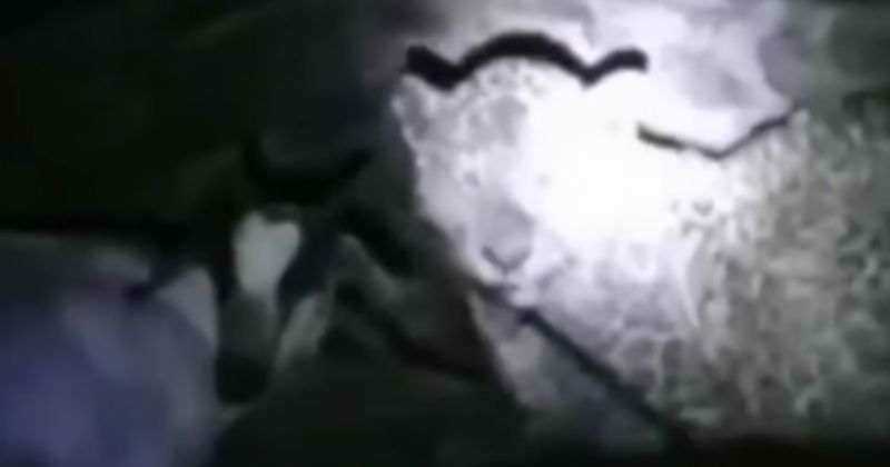 Animais foram flagrados juntos em est&aacute;bulo – Foto: Bi&oacute;logo Henrique/Reprodu&ccedil;&atilde;o/ND