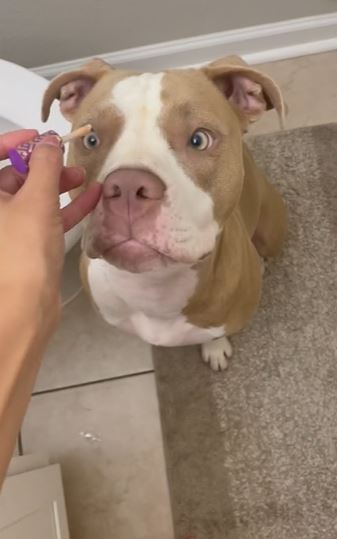 Cachorra lan&ccedil;a ‘tutorial’ de maquiagem e v&iacute;deo viraliza na internet&nbsp; – Foto: TikTok/Reprodu&ccedil;&atilde;o/ND