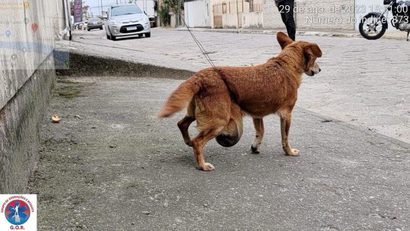 See image of how the dog was found at the scene - Photo: GOR/Reproduction/ND