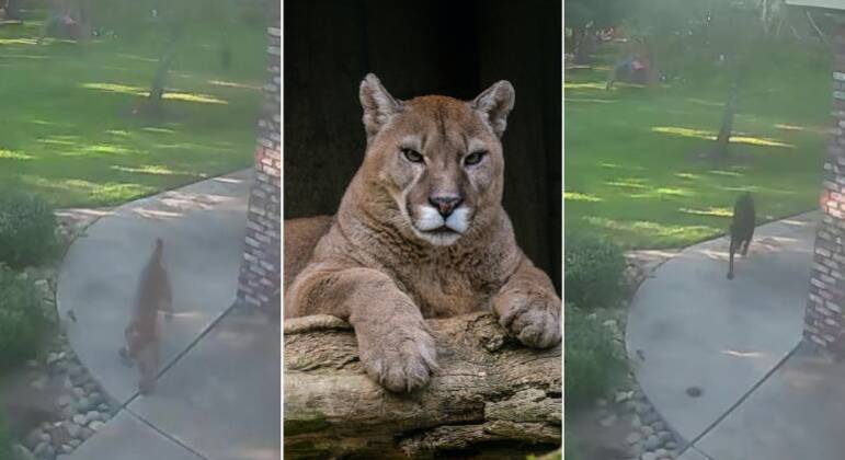 A dona ficou desesperada quando viu que o cachorro estava "brincando" com o puma 