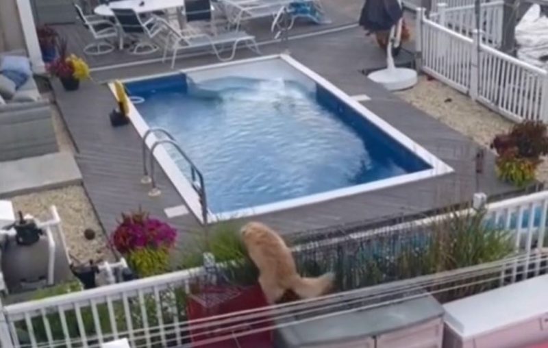 'Peguei o Sebastião no flagra': cachorro disfarçado pula cerca para nadar na piscina do vizinho