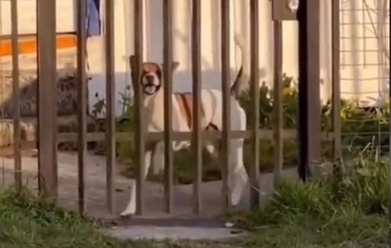felicidade do Cleitinho': cachorro encanta com coreografia quando vê tutor chegando em casa
